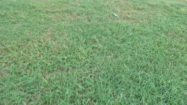 Parkta yeşil çimenler