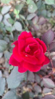 Bahçedeki güzel kırmızı gül