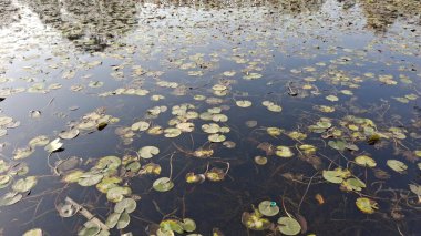 Gölette güzel nilüfer çiçeği