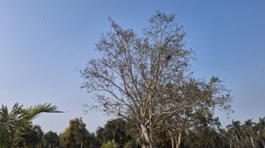 Parktaki palmiye ağaçları