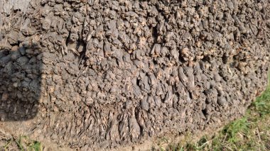 eski ahşap doku, doğal arka plan