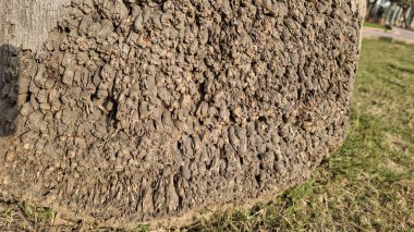 Yeşil arka planı olan bir ağaç gövdesinin dikey görüntüsü