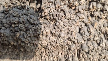 Bir ağaç dokusunu kapat