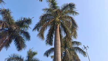 Parktaki palmiye ağacı