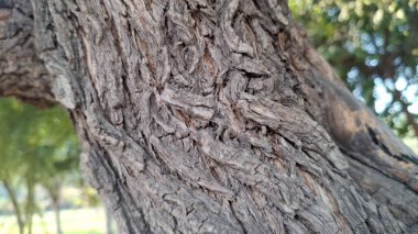 ağaç kabuğu dokusu, doğal arkaplan