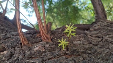 Güzel botanik fotoğrafı, doğal duvar kağıdı.
