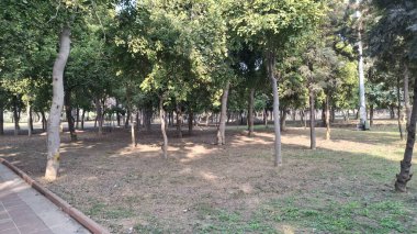 Bahçede yeşil yapraklar