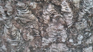 ağaç kabuğu dokusu arkaplanı