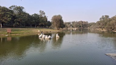 Parktaki gölün güzel manzarası