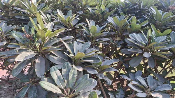 Güzel botanik fotoğrafı, doğal duvar kağıdı.