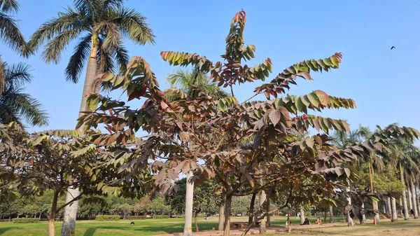 Ormandaki ağaç dalları, doğa bitki örtüsü