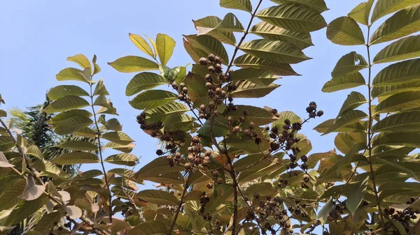 Ağaç dalları, bitki örtüsü ve doğa