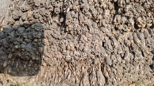 Ağaç gövdesi dokusu, kahverengi ahşap kabuğu.