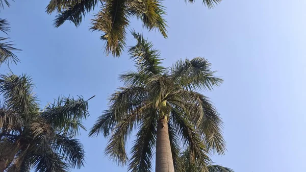 Ormandaki palmiye ağacı