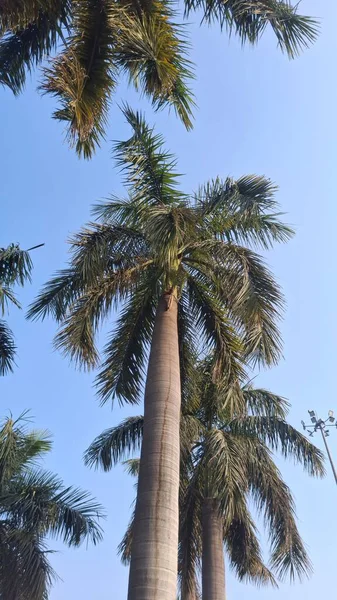 Ormanda palmiye yaprakları