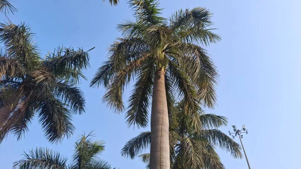 Parktaki palmiye ağacı