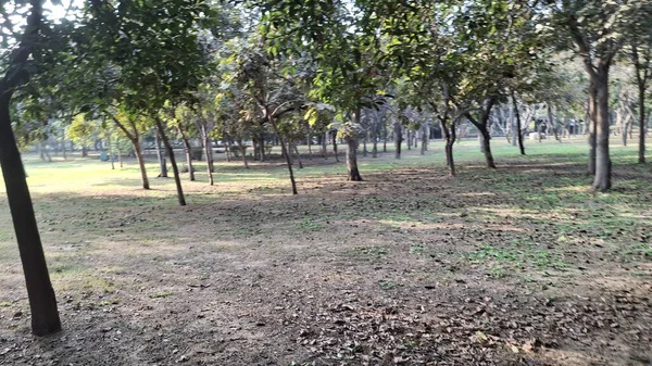 Parktaki yeşil bir ağacın güzel bir görüntüsü.