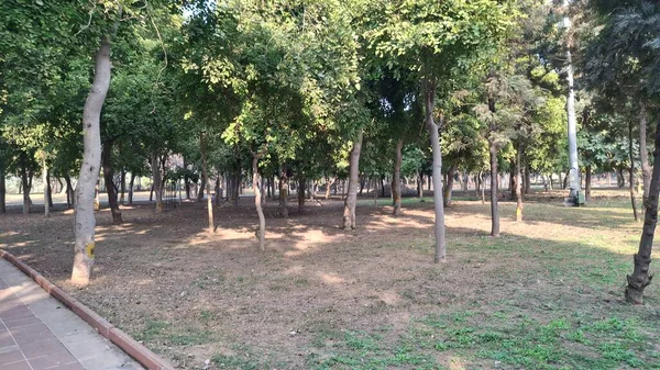 Bahçede yeşil yapraklar