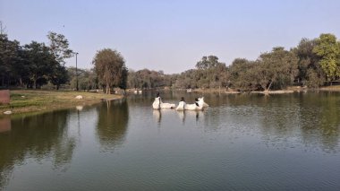 Şehir parkının güzel manzarası