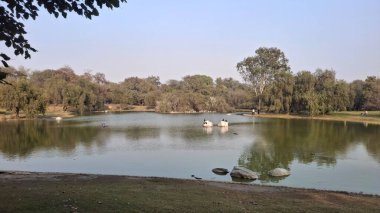 Ağaçları ve yeşil otları olan güzel bir manzara.