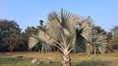 Palmiye, bitki ve doğa.