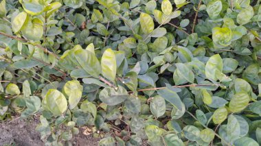 Ağaçtaki yeşil yapraklar