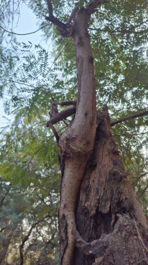 Ormandaki yaşlı ağaç.