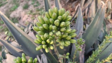 Güzel botanik fotoğrafı, doğal duvar kağıdı.