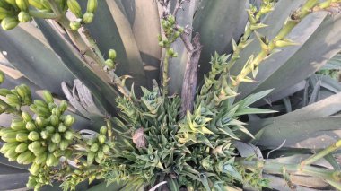 Güzel botanik fotoğrafı, doğal duvar kağıdı.