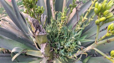 Bahçedeki yeşil bitki