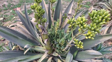 Güzel botanik fotoğrafı, doğal duvar kağıdı.