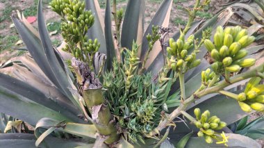 Güzel botanik fotoğrafı, doğal duvar kağıdı.