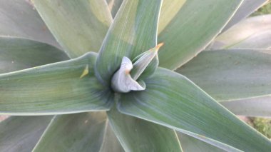 Yeşil bir bitkinin yakınında.