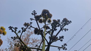 bir ağacın yeşil yaprakları