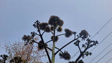 Güzel botanik fotoğrafı, doğal duvar kağıdı.
