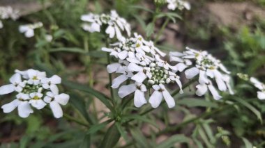 Bahçedeki güzel çiçekler