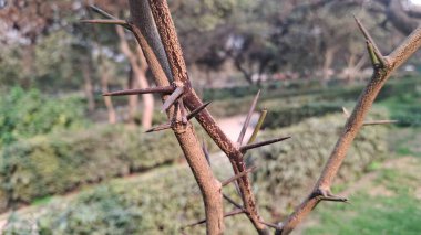 Güzel botanik fotoğrafı, doğal duvar kağıdı.