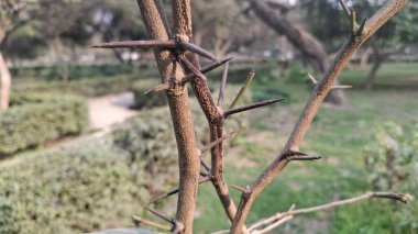 Arka planda bulanık bir ağaç gövdesinin yakın plan görüntüsü.