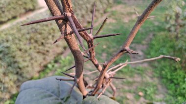 Ağaçtaki kuru yapraklar