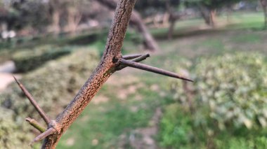 Ormanda yeşil yapraklar