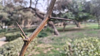 yeşil yapraklar, bitkiler ve yapraklar