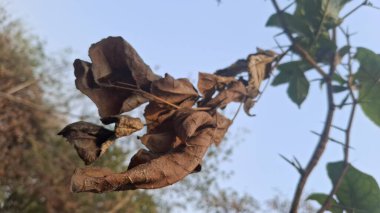 Güzel botanik fotoğrafı, doğal duvar kağıdı.