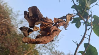 Bahçedeki kurumuş ağaç.