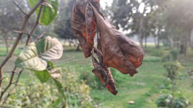 Güzel botanik fotoğrafı, doğal duvar kağıdı.