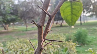 Yeşil yapraklar, bitki örtüsü, bitki yaprakları.