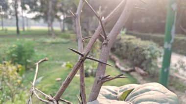 Güzel botanik fotoğrafı, doğal duvar kağıdı.