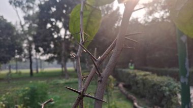 Güzel botanik fotoğrafı, doğal duvar kağıdı.