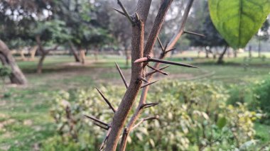 Bahçedeki yeşil bitki