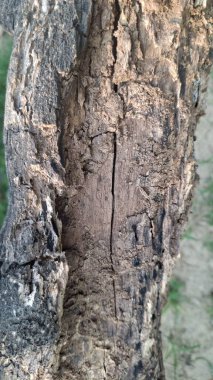 Doğal desenli eski ağaç dokusu