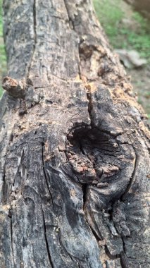 Ağacın geniş dokusuna sahip eski ahşap kütük.